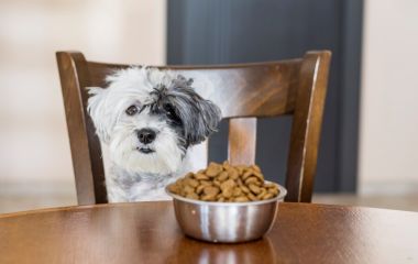 Як вибрати корм для собаки