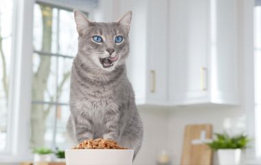 Як вибрати корм для котів