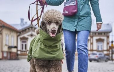 Амуніція для тварин: як обрати комфорт, безпеку та стиль