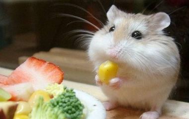 Корм для гризунів: як обрати правильно