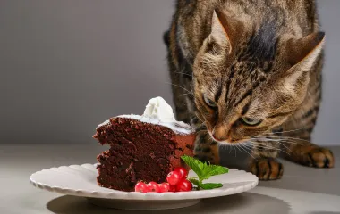 Обережно, отрута! 10 продуктів, які категорично заборонено давати котам