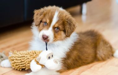 Як виростити щеня: повне керівництво на перший рік життя