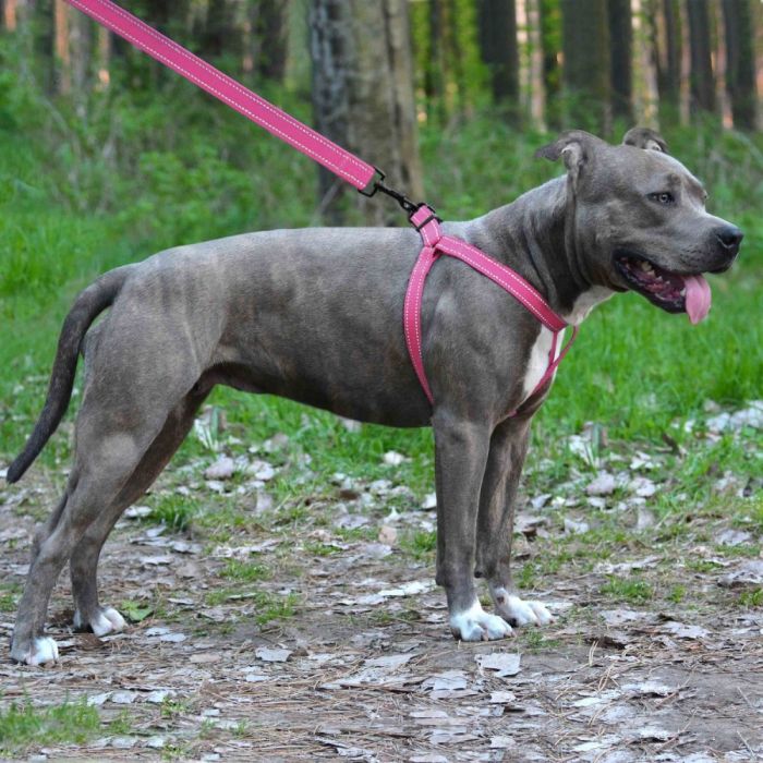 Шлея ACTIVE нейлонова зі світловідбиванням рожева 20ммОбхват Груди 45-56см