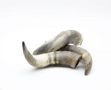 Сушений буйволовий ріг 