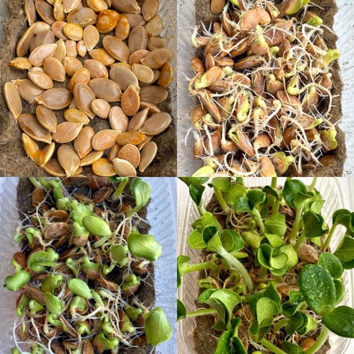 Ravlik Box наповнювач для равликів 