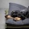 Лежак для собак Cloud7 Rescue Pillow Темно-сірий M