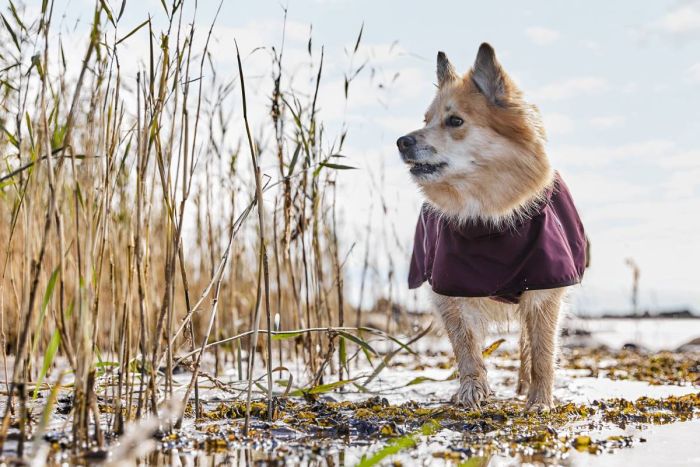 Дощовик для собак Hurtta Mudventure Coat ECO 30 Фіолетовий