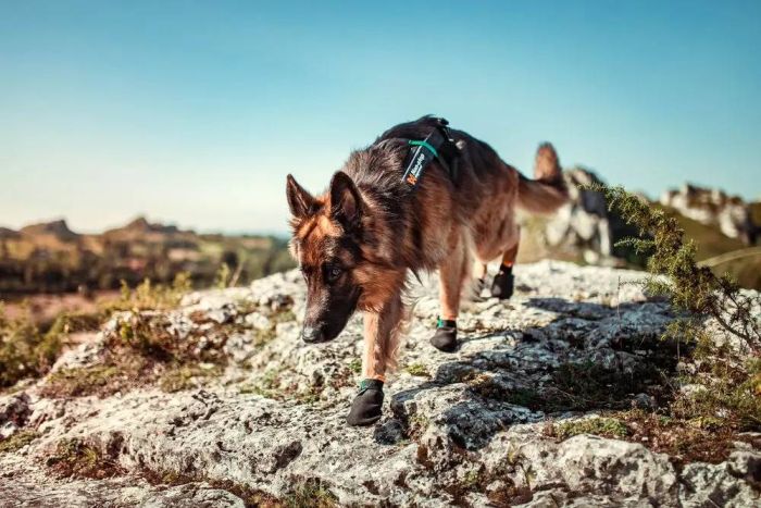 Черевики для собак Protector bootie Non-stop dogwear Чорний/Помаранчевий XL 4 Шт.