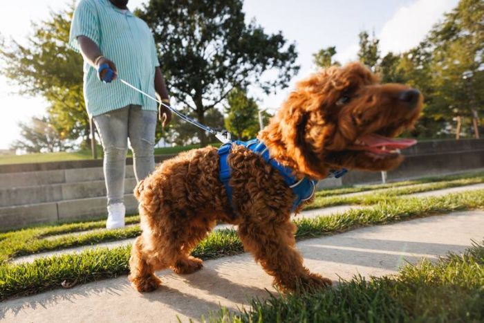 Повсякденна шлейка для собак Ruffwear Front Range® L/XL 81-107 см Синій