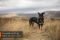 Шлейка для собак Line harness 5.0 Non-stop dogwear Зелений 8