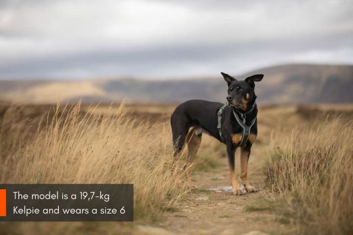 Шлейка для собак Line harness 5.0 Non-stop dogwear Зелений 8