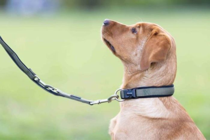 Нашийник для собак пом'якшений Wolters Professional Comfort 11 70-80 см / 45 мм Оливковий