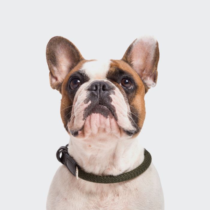 Нашийник для собак Cloud7 Mauerpark Оливковий XS