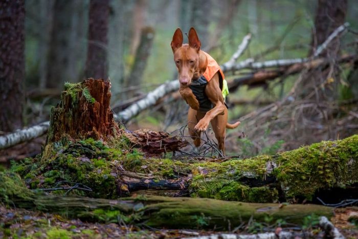 Світловідбивний жилет Protector vest Non-stop dogwear Помаранчевий 2XS