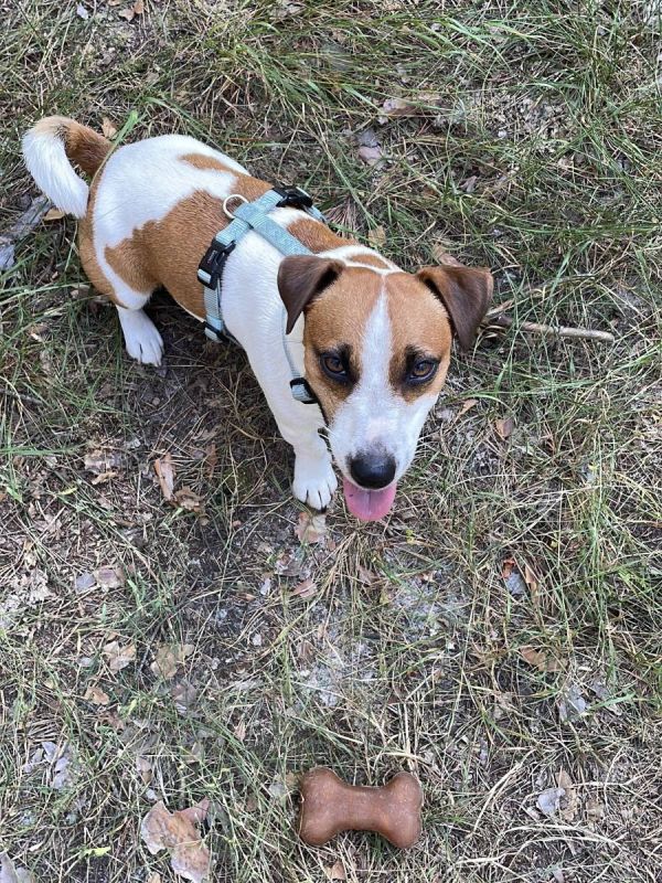 Анатомічна шлейка для собак Wolters Professional M 30-50 см / 15 мм Зелений