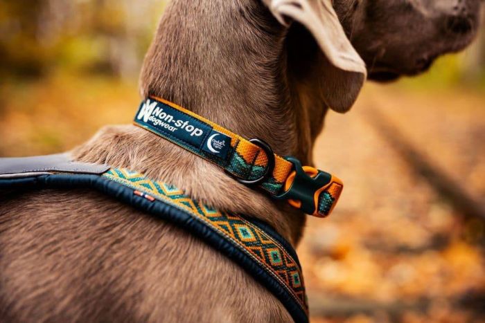 Нашийник для собак Trail quest collar RP signature edition Non-stop dogwear Бірюзовий/Дуб L