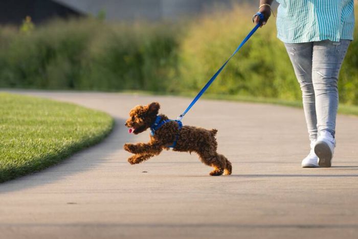 Повсякденний нашийник для собак Ruffwear Front Range™ 51-66 см Синій