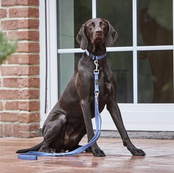 Нашийник для собак пом'якшений Wolters Professional Comfort 3 35-40 см / 30 мм Синій