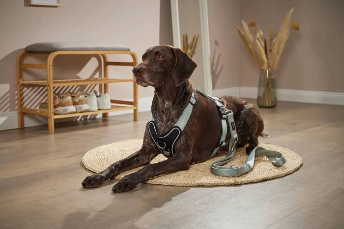 Шлейка для собак пом'якшена Wolters Professional Comfort 4 60-70 см / 30 мм Зелений