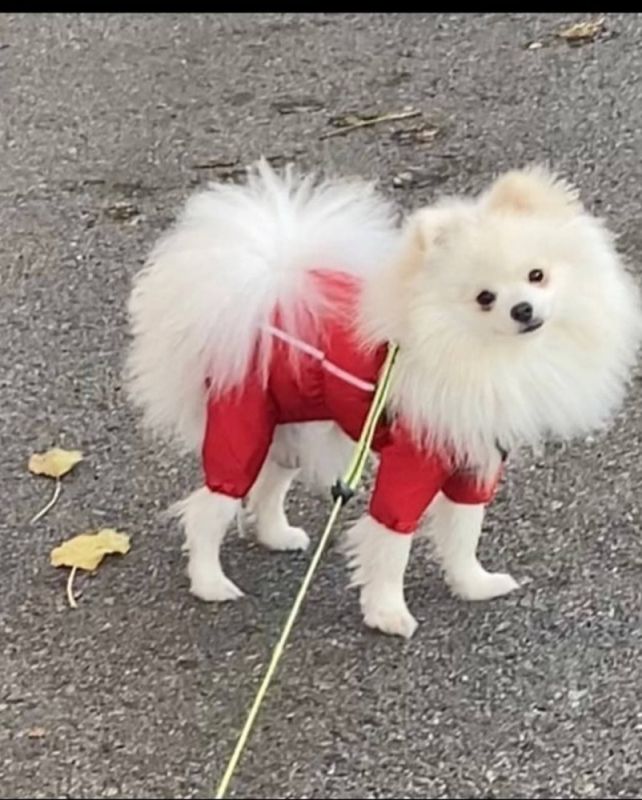 Лондон дощовик для собак Dog Love червоний без утеплювача L