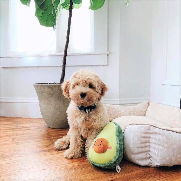 М'яка іграшка для собак авокадо ZippyPaws NomNomz Avocado з пищалкою