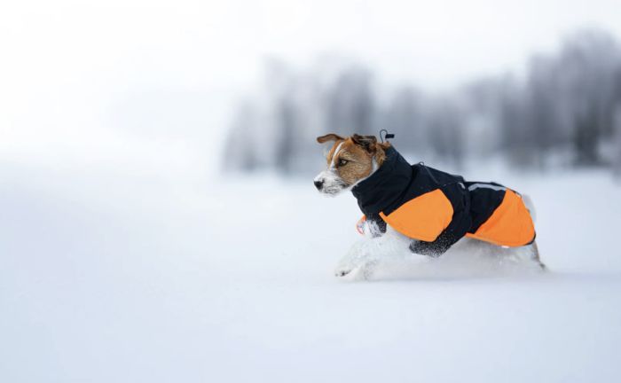 Тепла зимова куртка для собак Glacier jacket 3.0 Non-stop dogwear Чорний/Помаранчевий 30