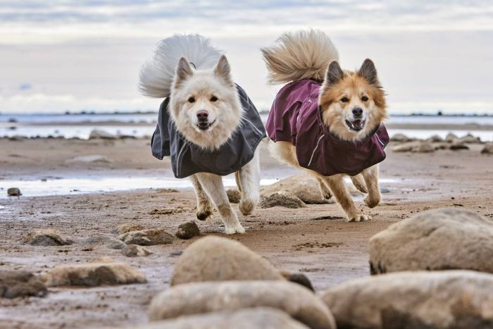 Дощовик для собак Hurtta Mudventure Coat ECO 55 Фіолетовий