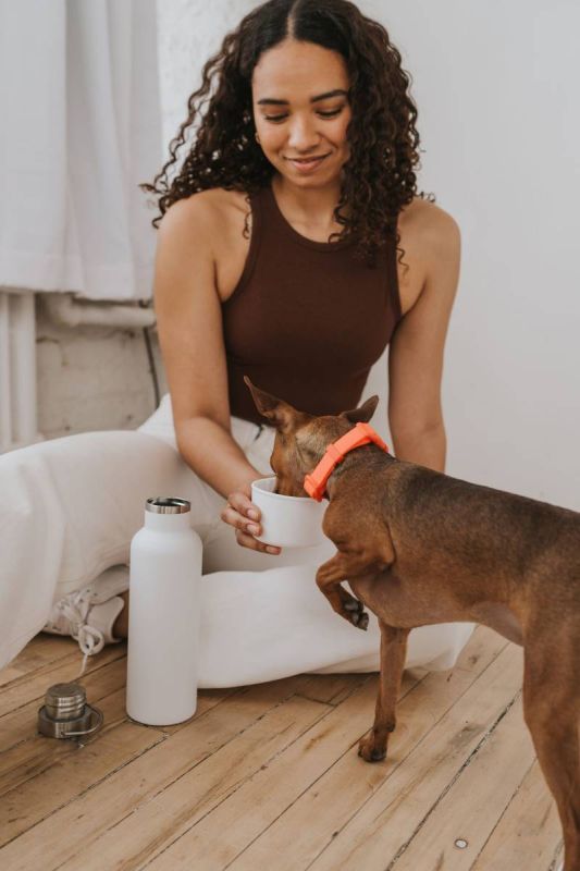 Термос із спеціальною мискою для собак Springland Білий 710 мл + 240 мл