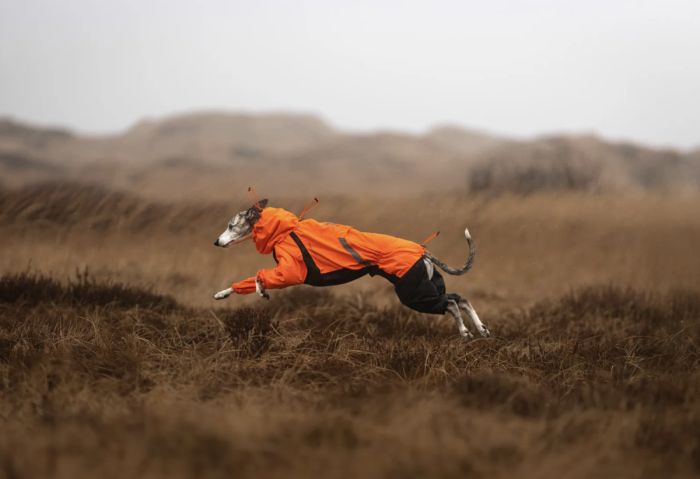 Комбінезон для собак Non-stop dogwear Fjord overall raincoat Помаранчевий 40