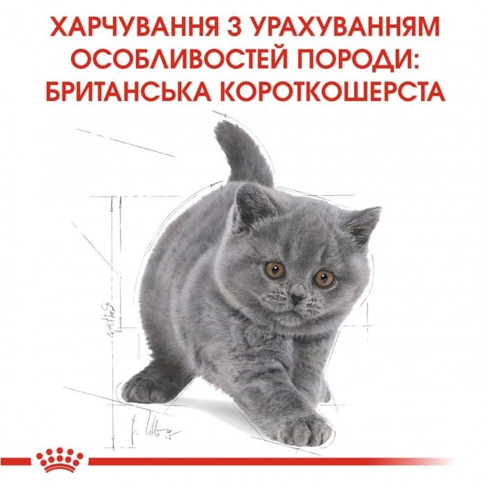 АКЦІЯ Royal Canin Kitten British Shorthair корм для кошенят британська короткошерста 2 кг + 4 паучі 