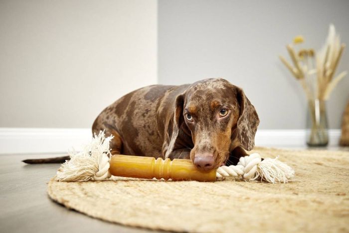 Каучукова іграшка погризуха для собак Wolters Pure Nature Flosser 40 / 35 мм