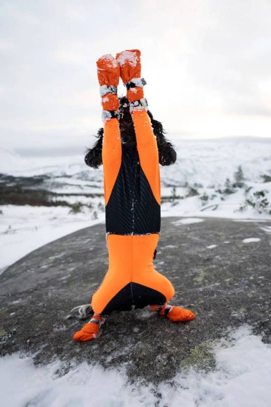 Високі черевики для собак Contact bootie high Non-stop dogwear Помаранчевий м 4 Шт.