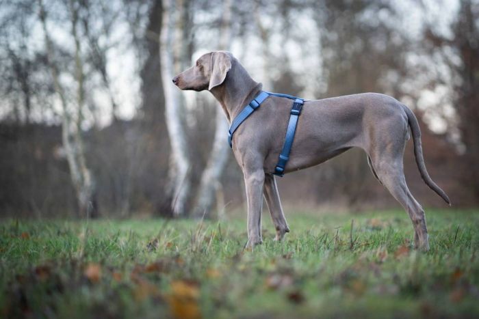 Анатомічна шлейка для собак Wolters Professional L 50-70 см / 20 мм Синій