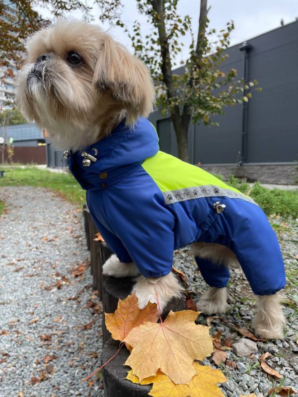 Промінь комбінезон для собак хлопчиків на силіконі XS