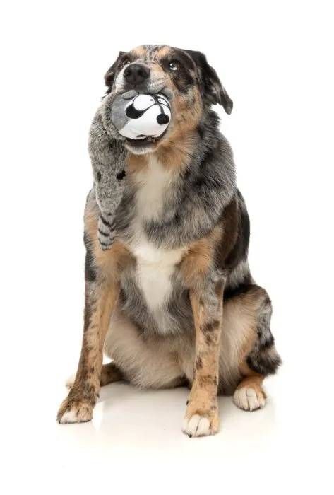 М'яка іграшка для собак FuzzYard Єнотик