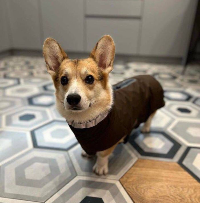 Попона дощовик для такс Wolters Modern Classic Коричневий 40 см