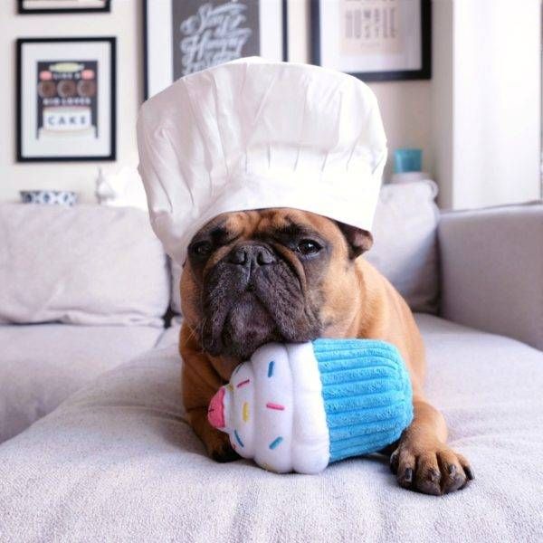 М'яка іграшка для собак кекс ZippyPaws Cupcake Blue з пищалкою