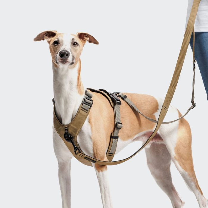 Y-подібна шлейка для собак Cloud7 Y-2 Harness AKTIV Сірий L/XL