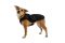 Тепла куртка для собак Ruffwear Quinzee™ XXS Чорний