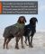 Вовняна куртка для собак Glacier wool jacket 2.0 Non-stop dogwear Темно-Синій 24