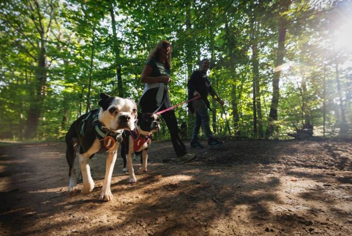 Полегшений повідець для собак Ruffwear Hi & Light™ Малиновий