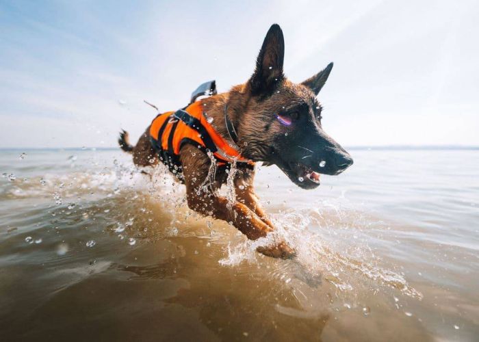 Рятувальний жилет для собак Safe life jacket 2.0 Non-stop dogwear Помаранчевий 3