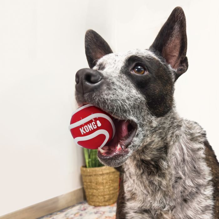 Іграшка для собак Kong Signature Balls 3 шт. L