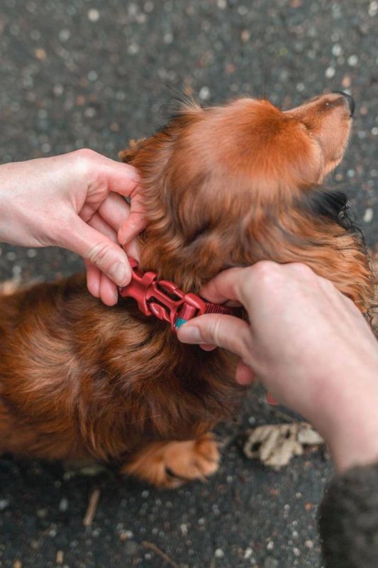 Нашийник для собак Trail quest collar Non-stop dogwear Бордовий із синім L