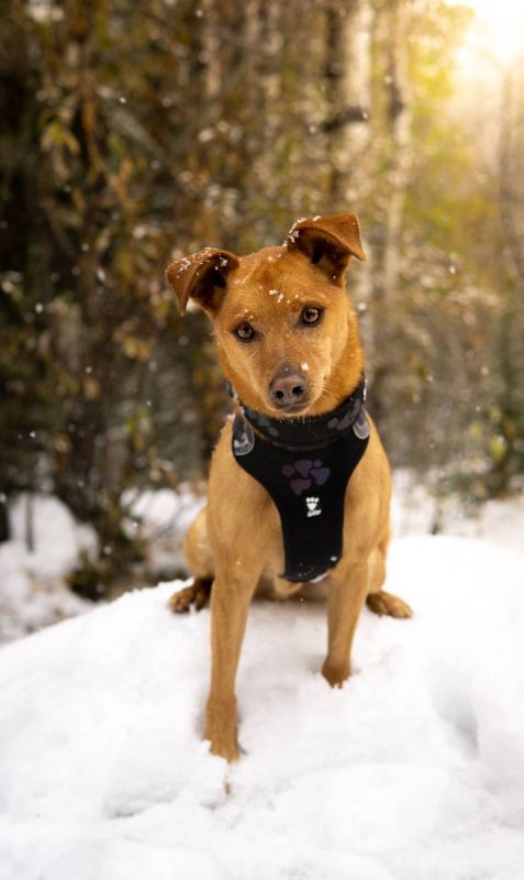 Шлейка для собак пом'якшена Hurtta Weekend Warrior 45-60 см Чорний