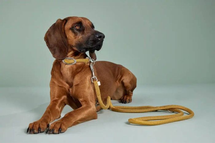 Нашийник канат для собак Wolters K2-Rope Programme 35 см / 9 мм Жовтий