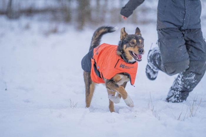 Куртка для собак Long distance + jacket Non-stop dogwear Помаранчевий XL