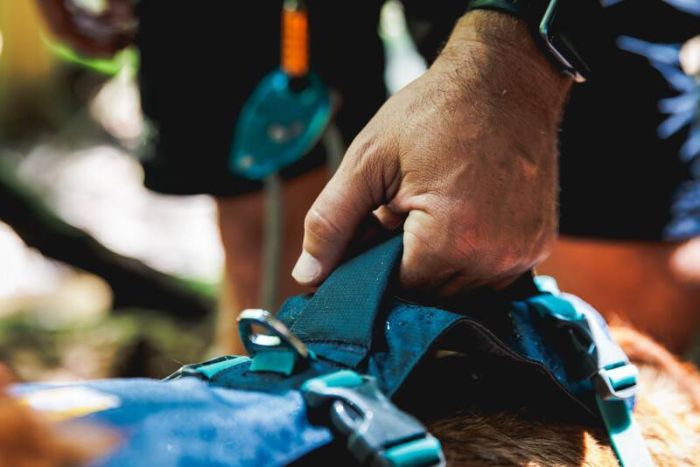 Легка шлейка для собак Ruffwear Flagline™ S 56-69 см Сірий