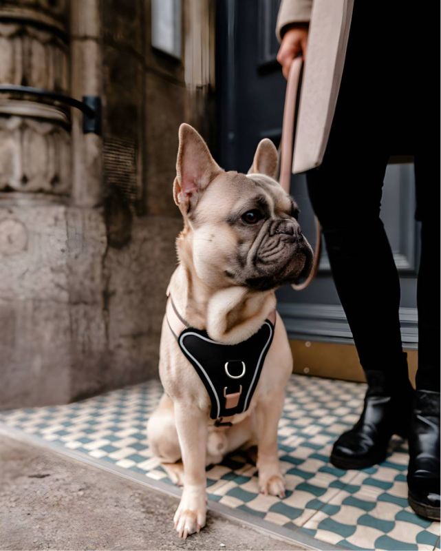 Шлейка для собак пом'якшена Wolters Professional Comfort 2А 45-50 см / 25 мм Шампань