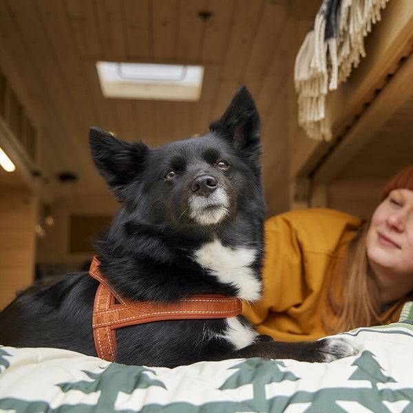 Пом'якшена шлея для собак Hurtta Casual harness ECO 70-80 Коричневий